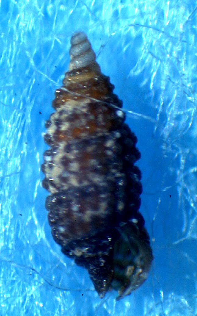 Cerithiopsis micali